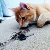 My Pet Sitter Lost my Key… What do I do? (Can this happen?)